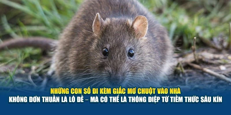 Mơ Thấy Chuột Vào Nhà 78Win Đánh Con Gì? Gợi Ý Chuẩn 7 Những con số đi kèm giấc mơ chuột vào nhà không đơn thuần là lô đề – mà có thể là thông điệp từ tiềm thức sâu kín